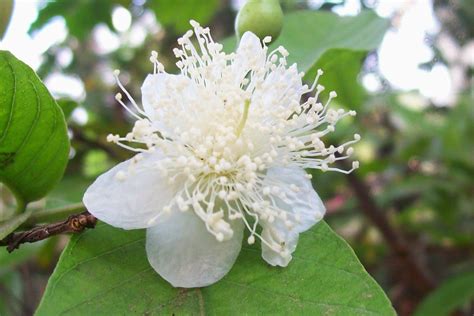 Reforestation and the Medicinal Uses of Trees -Liliana Usvat Research: Guava Tree Medicinal Uses