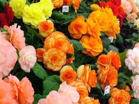 flowers for flower lovers.: Begonia flowers pictures.