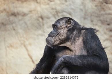 6+ Hundred Chimpanzee Facial Expression Royalty-Free Images, Stock Photos & Pictures | Shutterstock