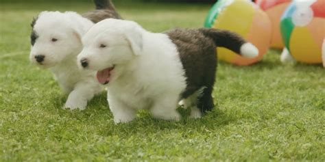 Dulux dog gives birth to seven puppies with direct links to original 1961 advert - TrendRadars