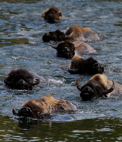 A Herd of Bison Swim Photograph by Jim Urquhart - Fine Art America