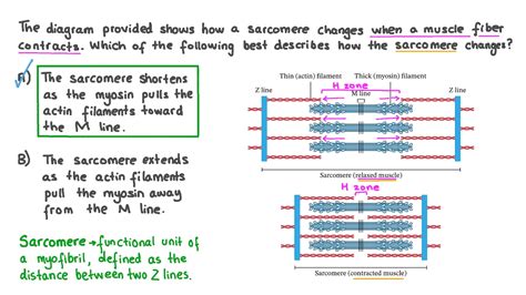 Sarcomere Contraction