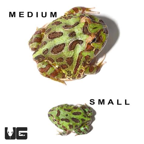 Green Pacman Frogs For Sale - Underground Reptiles