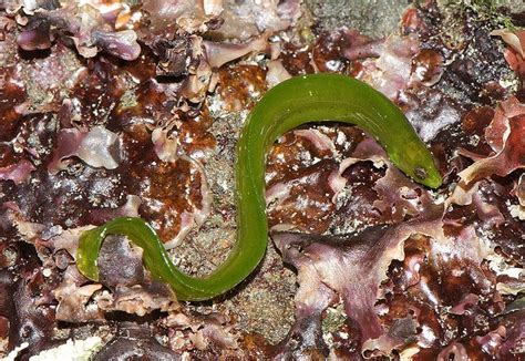 Rockweed Gunnel ( Xererpes fucorum) by jkirkhart35, | Marine fish, Crustaceans, Fish