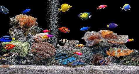 Free Wallpaper Fish Aquarium - WallpaperSafari