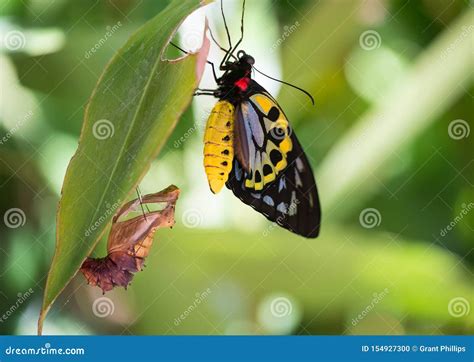 Cairns Birdwing Butterfly stock photo. Image of pupa - 154927300