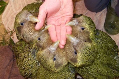 First baby night parrot spotted, hope for an elusive bird takes flight | Conservation | Earth ...