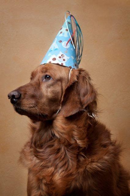 Dog Birthday Hats {The Cutest!} - B. Lovely Events | Dog birthday hat, Dog birthday, Dog party