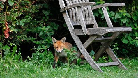 Premium Photo | Urban fox cubs exploring