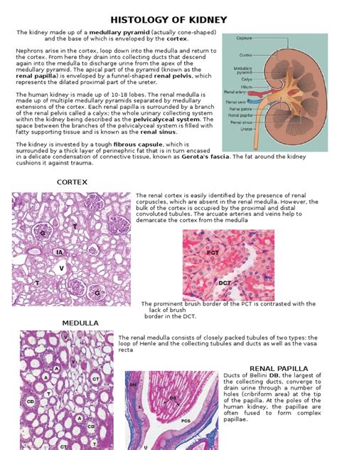 Histology of Kidney | Kidney | Anatomy