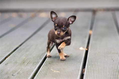 How much do teacup dogs cost? Top 8 Teacup Dog Breeds