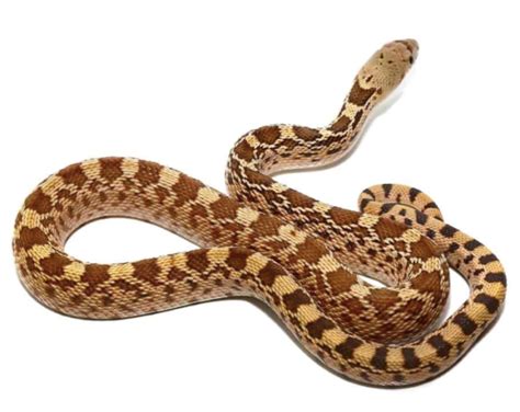 Gopher Snake For Sale Online - Reptiles Heaven