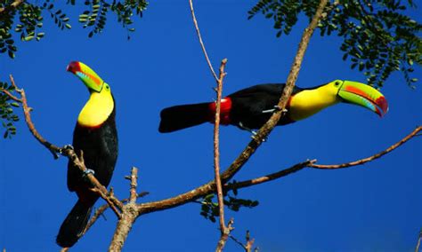 Palo Verde Wildlife Tour