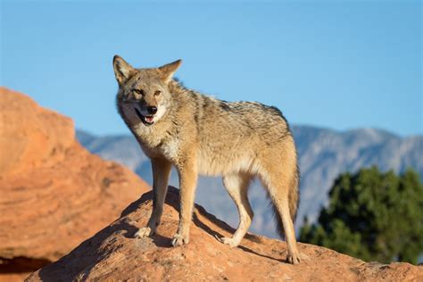 Coyotes in Las Vegas - Protect Your Pets from Predators - BallenVegas.com