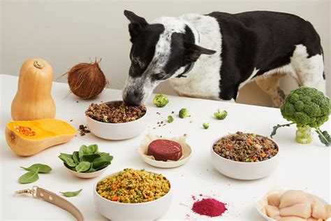 Lyka raises $6.5 million to scale fresh dog food business | Pet Food ...