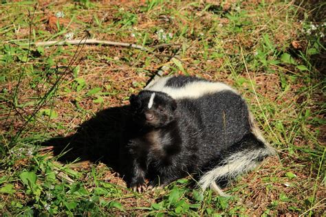 Skunk Removal | Bestway Animal