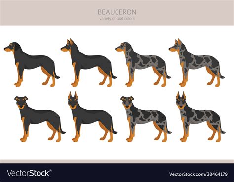 Beauceron clipart different coat colors and poses Vector Image
