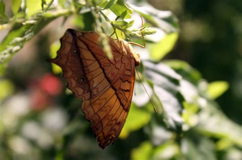 The Smithsonian Butterfly Pavilion | an Art School Dropout's life