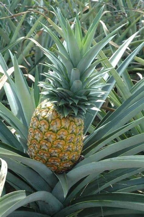 Pineapple 'Red Spanish' 2 slips/plants! collector variety