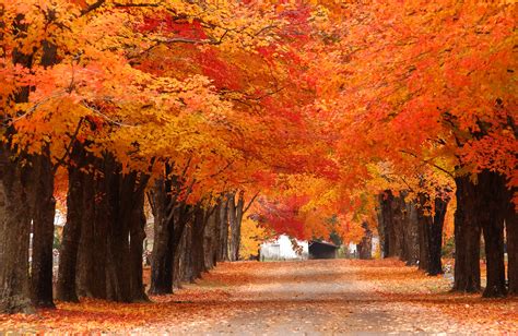 Fall Colored Tree Wallpaper – arthatravel.com