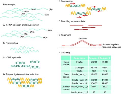 RNA sequencing – current and prospective uses in metabolic research | RNA-Seq Blog