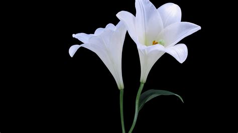 Free photo: White Lily - Flower, Lily, White - Free Download - Jooinn