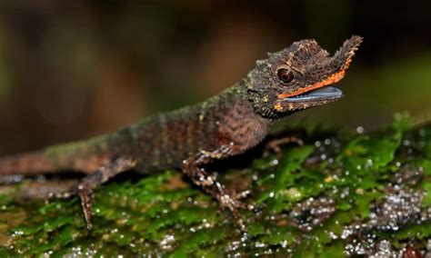 Conserving rainforest lizards: Study offers an important road map