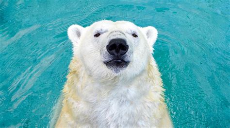 The world's largest polar bear habitat is in Ontario | News