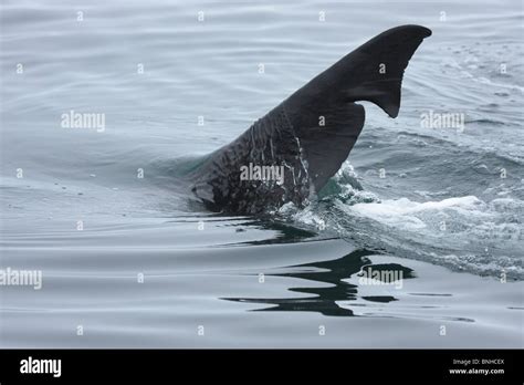 Basking Shark Fin Stock Photo - Alamy