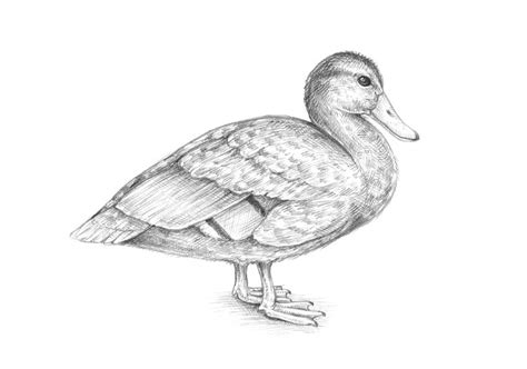 22+ Sketch Of A Duck : Free Coloring Pages