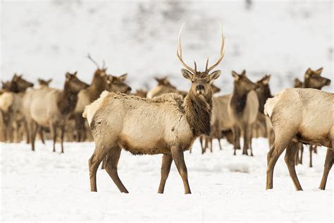 Elk-Refuge-1200 - The Hole Hiking Experience