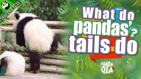 Panda Profile Q&A Ep2 20161006 What Do Pandas' Tails Do? | iPanda - YouTube