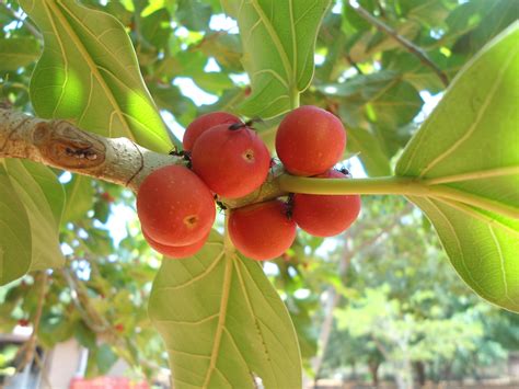 15 Health benefits and uses of Banyan tree you don't know about