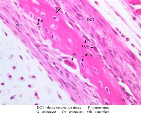 Periosteum Histology