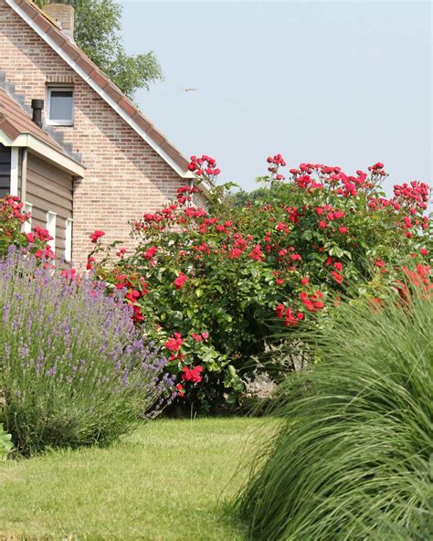 Lavender Companion Plants For A Beautiful Garden - Sunny Home Gardens