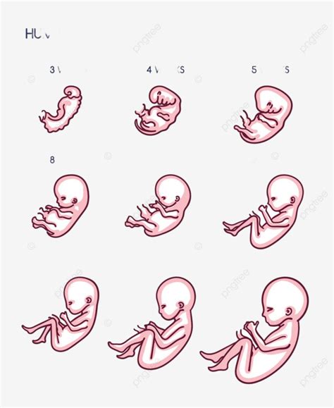 Fetus Development Vector Design Images, Fetal Development Illustration ...