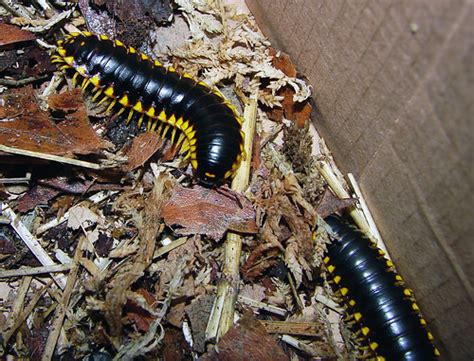 Warning Colors | Apheloria tigana is a polydesmid millipede … | Flickr