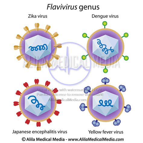 Alila Medical Media | Viruses of the Flavivirus genus | Medical ...