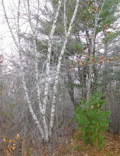 Nature in a Minute: Birches | Taking Flight