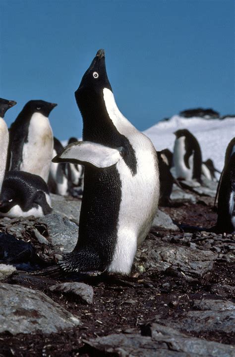 Adelie penguin pictures - Pygoscelis adeliae