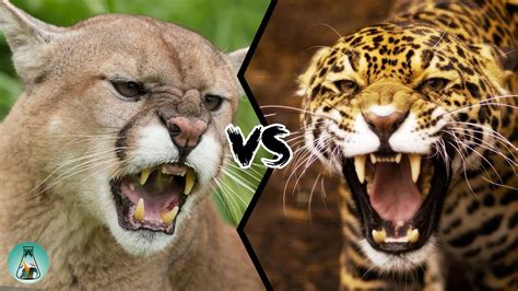 Jaguar Vs Puma