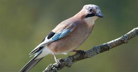 More Intelligent Jays Show More Self-Control | Evolution News