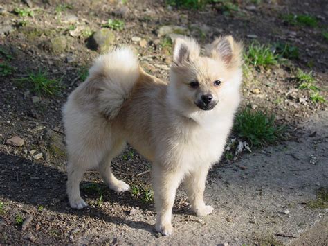 File:Pomeranian dog.jpg - Wikimedia Commons