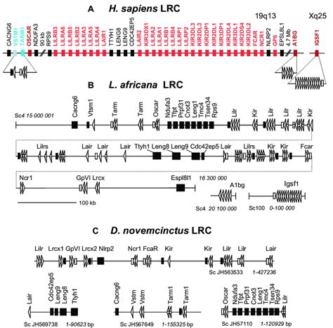 -Schematic representation of the LRC organization in the human (A ...