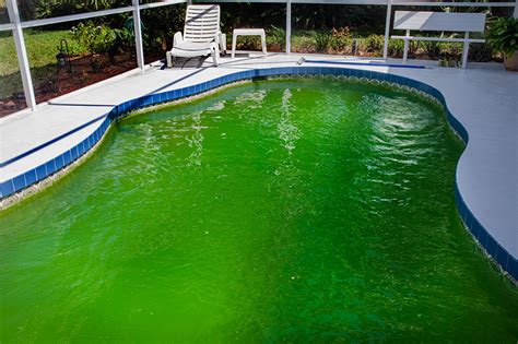 Best Pool Algaecide 2023 Reviews & When To Use - Yard Assist