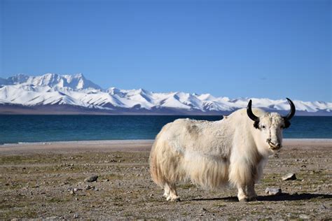 What is Yak Wool? Benefits, Uses, & Care for this Unique Material — Sivana