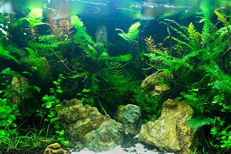 39 Best Low Light Aquarium Plants for Aquascaping | Houseplant Alley