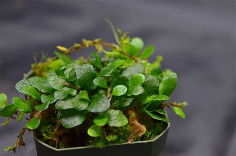 Microgramma heterophylla - GLASS BOX TROPICALS