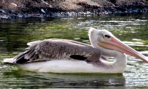 Pink-backed Pelican – "OCEAN TREASURES" Memorial Library