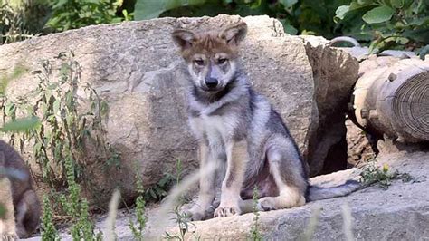 Mexican gray wolf pups born at Brookfield Zoo released into wild - ABC7 ...